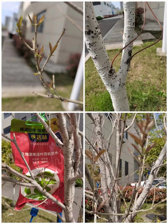 桂花用營養(yǎng)液起死回生 (1)