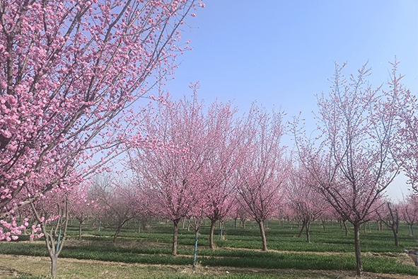 20230308河南一電力公司苗圃指導(dǎo)-8