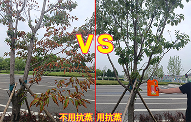 抗蒸對比1