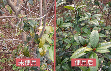 桂花防凍