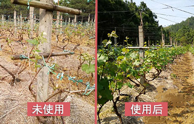 葡萄防凍