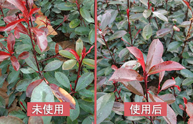 石楠防凍